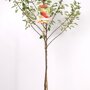 Appelboom 'Elstar' laagstam (zelfbestuivend)
